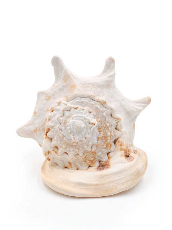 Large Cream Helmet Shell
